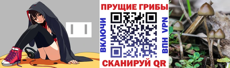 Псилоцибиновые грибы мицелий  Хадыженск 